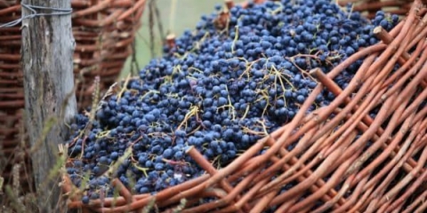 Kako napraviti vino od grožđa - kuhanje kod kuće vlastitim rukama